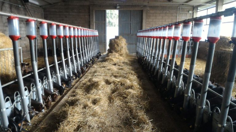 Mangimi. Nel 2022 crollo della produzione (-650mila ton) ma record per il fatturato