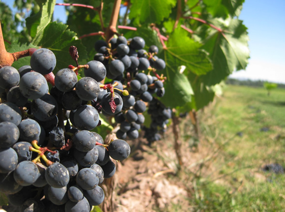 Istat, agricoltura italiana (31,9 miliardi) prima in Europa per valore. Nel 2019 produzione si è ridotta dell’1,3%, crollo del vino (-12%)