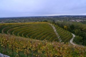 vigna friuli