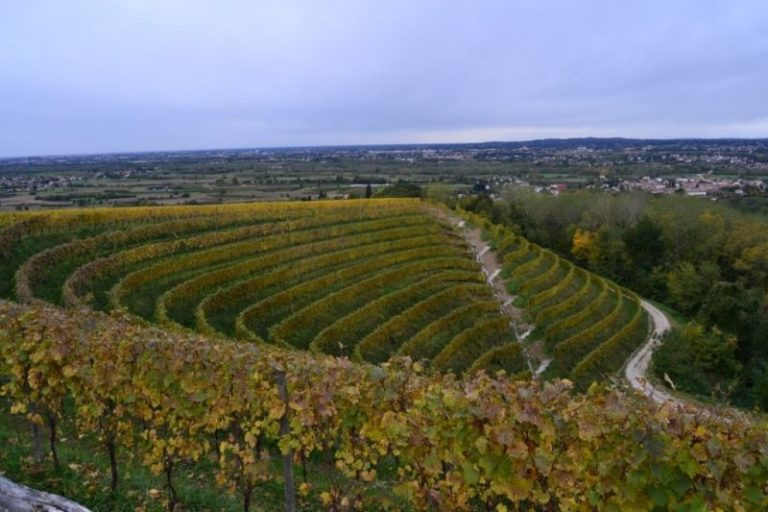 Senza confini. Vino, Friuli Venezia Giulia e Azerbaigian lavoreranno insieme