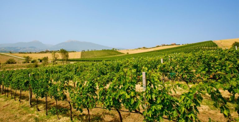 Da Agea 26 milioni di euro per lo sviluppo rurale a oltre 4.500 aziende