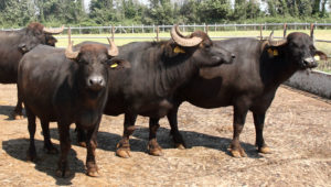 bufale