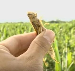 La piaga. Invasione di cavallette mette in ginocchio l’agricoltura della Bolivia
