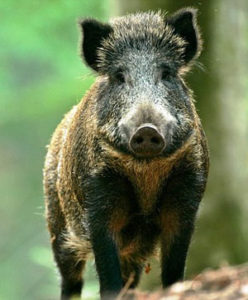 cinghiale