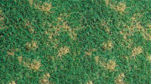 Un tappeso erboso con sclerotina