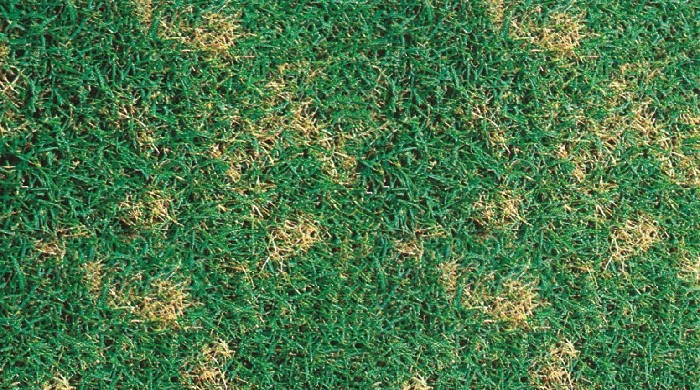 Sclerotinia sui tappeti erbosi. Ecco come intervenire