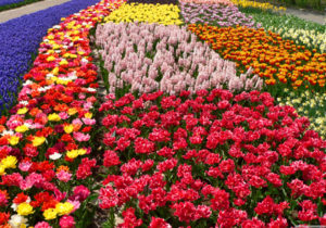 euroflora