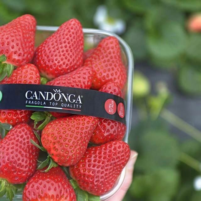 Fragole contraffatte. GdF sequestra 100mila imballaggi a marchio Candonga