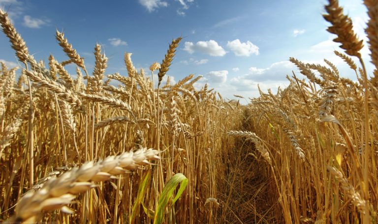 Cereali 2018. In aumento le importazioni (+2% in quantità, +4% in valore); cala l’export (-10,2% quantità; -1,7% valore)