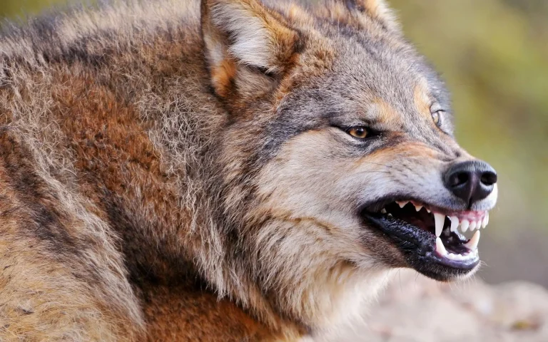 Lupo. Confagricoltura, bene declassamento, ora al via il contenimento