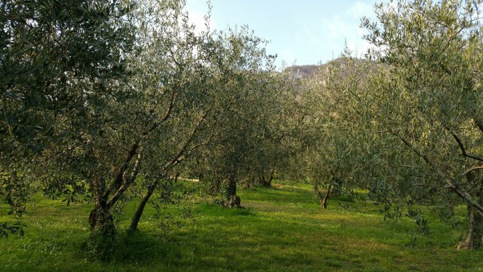 Olivi veneti a rischio disseccamento. Progetto regionale di monitoraggio con Università di Padova
