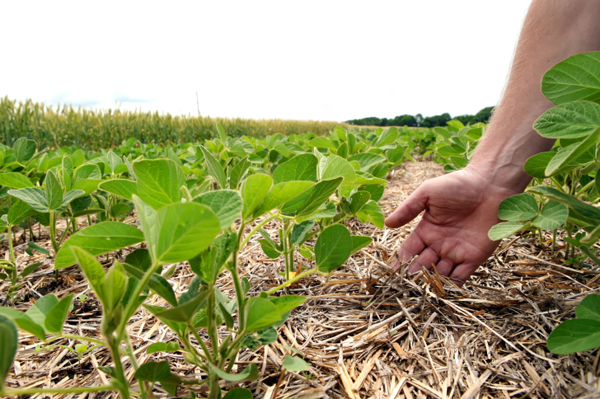 Esami di Stato per Perito Agrario. Indetta la sessione unica 2017