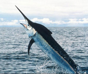 pesce-spada