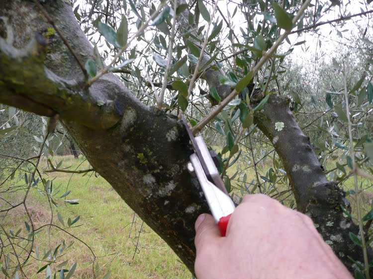 Olivo. Corsi di potatura al via in provincia di Siena. Ecco come e dove prenotarsi