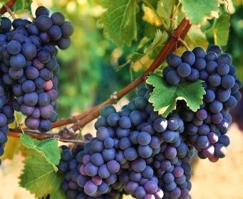 Vino. Le Marche volano in bottiglia: 75,6 mln di euro di export nel 2022
