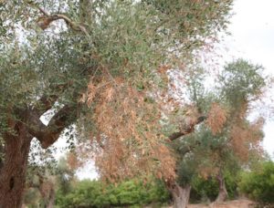 xylella-2