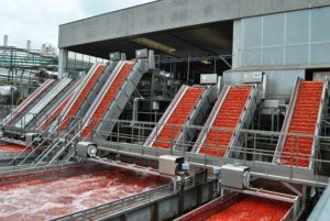 POMODORO Lavorazione del pomodoro