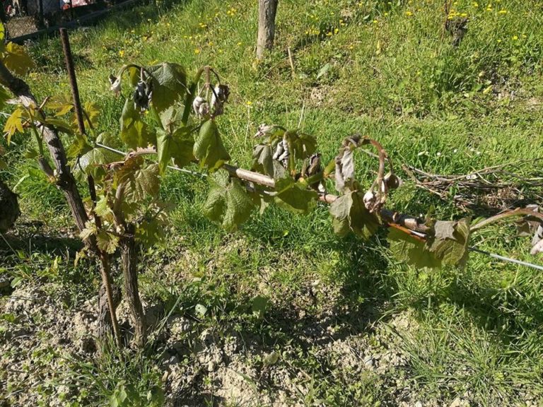 Gelate primaverili. Mappatura Ismea e UIV: situazione differenziata dopo prima ricognizione dei danni sul vigneto Italia
