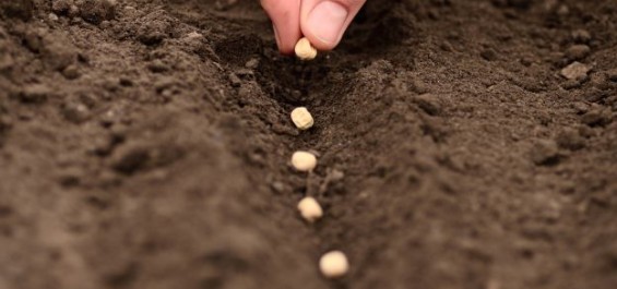 Bio, Assosementi: l’allargamento del ‘tempo utile’ per la fornitura di sementi biologiche è un’opportunità per valorizzare il comparto
