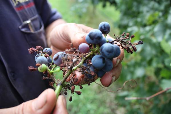 Vitigni resistenti ai funghi. Come difendersi senza uso di fitofarmaci
