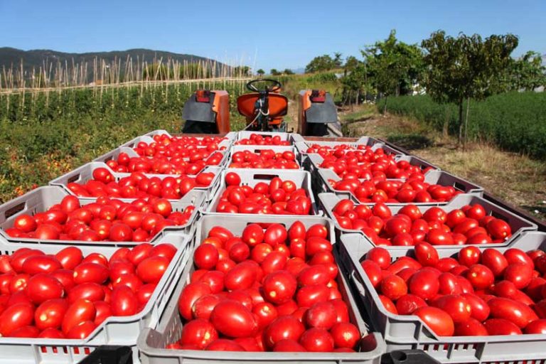 Pomodoro da industria. C’è la fumata bianca per il contratto sulla commercializzazione
