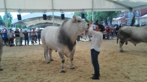 romagnola_razza3