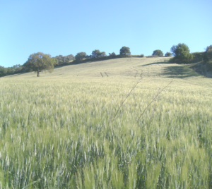 molise-2016-1