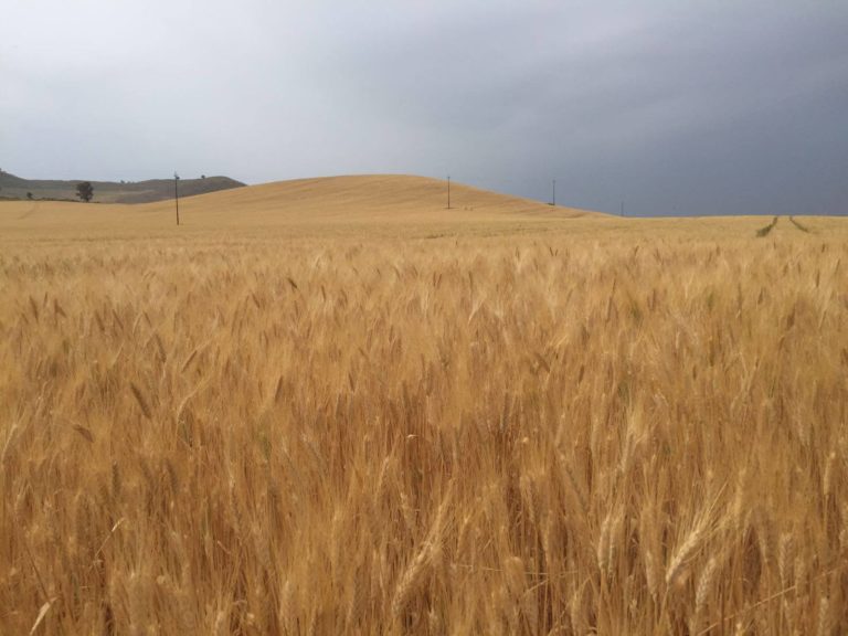 Psr Sicilia 2014-20. Copagri: prendiamo atto impegni presi da assessorato. Ora i fatti