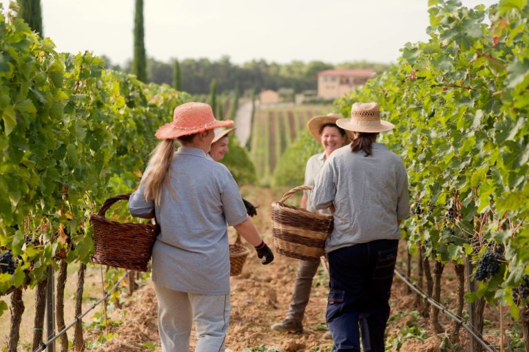 Cortona Doc. Caldo e siccità non precludono una buona annata