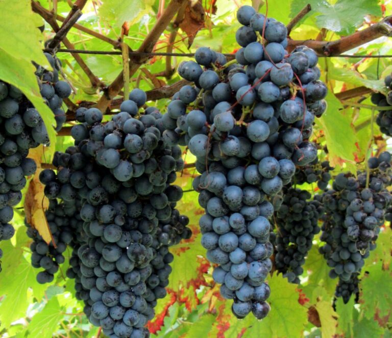 Un nuovo vitigno autoctono della Valpolicella? Cantina Valpantena presenta Elmo