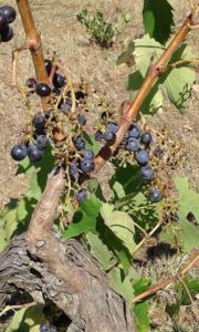 sangiovese_2