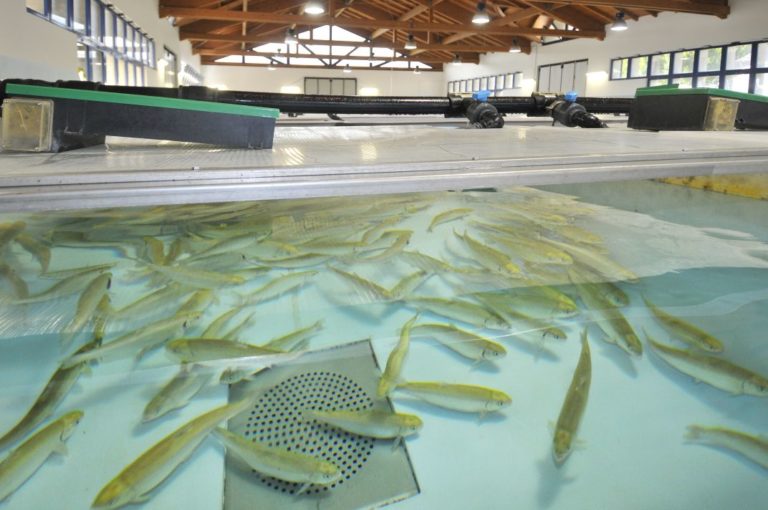 Sushin. Progetto per produrre nuovi mangimi sostenibili per pesci da allevamento