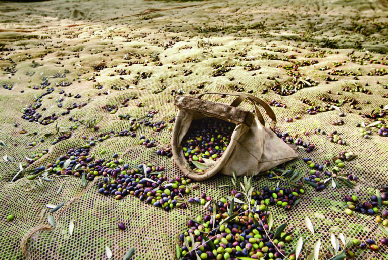 Olive veronesi, sarà un’annata da dimenticare. Per il Garda Dop si salverà solo il 10-20 per cento