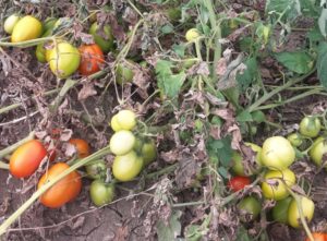 OI POMODORO Batteriosi del pomodoro Istituito un fondo di emergenza FOTO 1