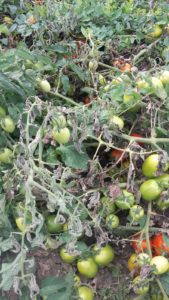OI POMODORO Batteriosi del pomodoro Istituito un fondo di emergenza FOTO 2