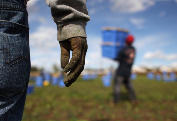 In Toscana prorogato di un anno il Protocollo sperimentale contro il caporalato in agricoltura