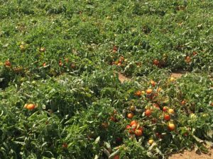 pomodoro_industria (2)