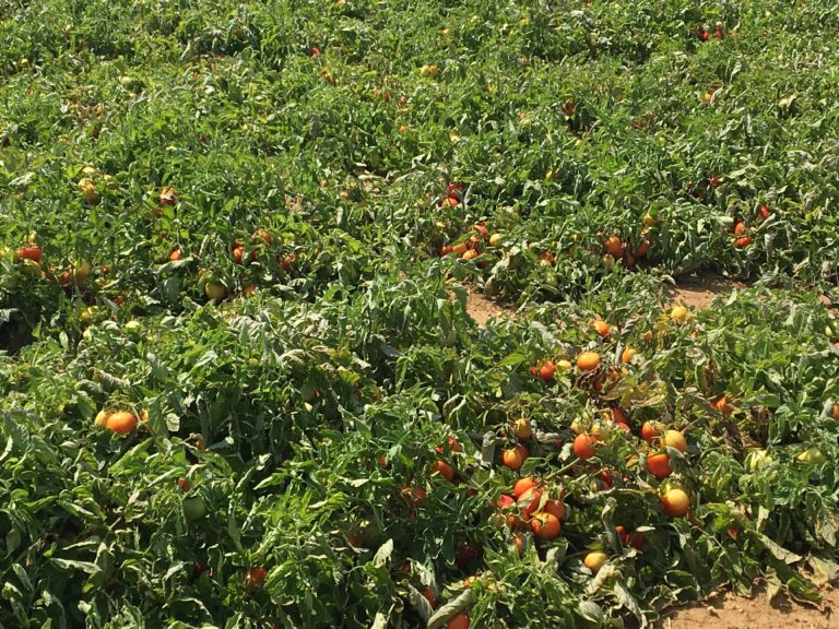 Aiuti di Stato in agricoltura. Ue lancia consultazione pubblica