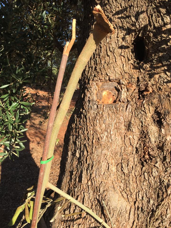 Xylella. Distrutti innesti campi sperimentali. «E’ un crimine contro la scienza e il Salento»