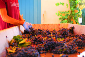 vendemmia planeta_2