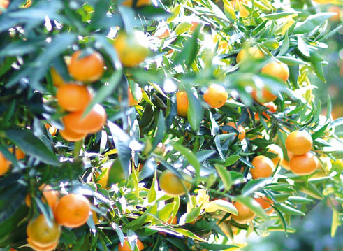 Clementine più piccole sugli scaffali Coop ad un prezzo concorrenziale. Confagricoltura, garantiti consumatori e produttori