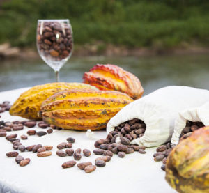 granos-cacao-detalle