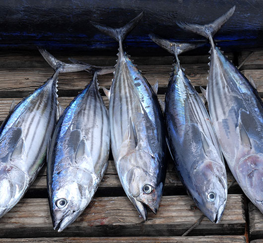 In Liguria oltre 100mila euro all’IRF per l’economia circolare nella pesca