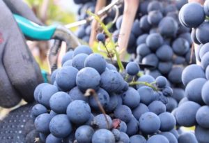 vins_extremes_2017_vendemmia