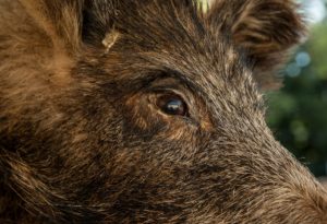 wild_boar_hunting_game_wild_animal-610964.jpg!d