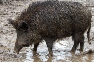 wild_wild_boars_forest_wild_boar-749347.jpg!d