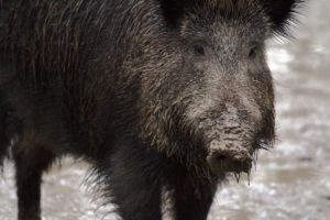 wild_wild_boars_forest_wild_boar-749310.jpg!d