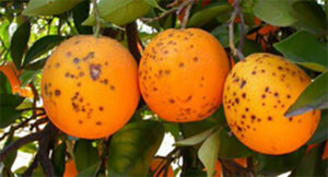 ARANCE_BLACK_SPOT