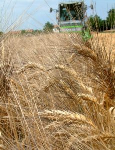 Grano duro-1