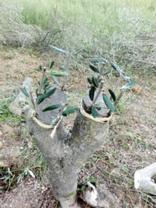 romolo-caroti-innestino_2-300x400